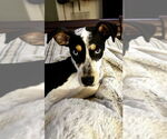 Small #3 Catahoula Leopard Dog Mix