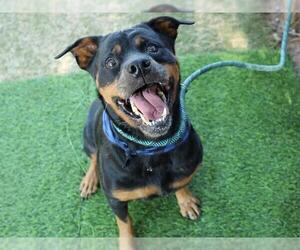Rottweiler Dogs for adoption in Tallahassee, FL, USA