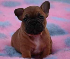 French Bulldog Puppy for sale in Algyo, Csongrad, Hungary