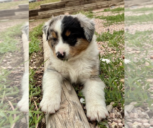 Medium Photo #1 Australian Shepherd Puppy For Sale in GILLETTE, WY, USA
