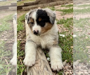 Australian Shepherd Puppy for sale in GILLETTE, WY, USA
