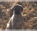 Small Photo #1 Anatolian Shepherd Puppy For Sale in CHANDLERVILLE, IL, USA