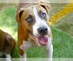 Small Treeing Walker Coonhound Mix