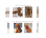 Small Photo #11 Poodle (Miniature) Puppy For Sale in WEST JORDAN, UT, USA