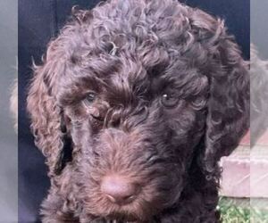 Labradoodle Puppy for sale in PALMDALE, CA, USA