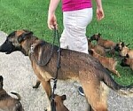 Small Photo #4 Belgian Malinois Puppy For Sale in WEST PLAINS, MO, USA