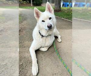 German Shepherd Dog-Unknown Mix Dogs for adoption in Sacramento, CA, USA