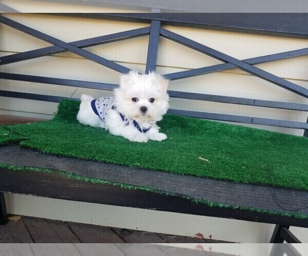 Medium Photo #3 Maltese Puppy For Sale in SANTA CLARITA, CA, USA