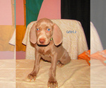 Small #1 Weimaraner
