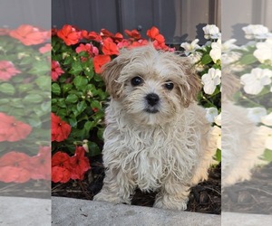 Maltipoo Puppy for sale in ELMHURST, IL, USA