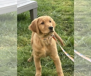 Golden Retriever Puppy for sale in BATTLE GROUND, WA, USA