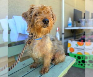 Mutt Dogs for adoption in Long Beach, CA, USA