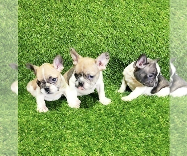 Medium Photo #6 French Bulldog Puppy For Sale in HOUSTON, TX, USA