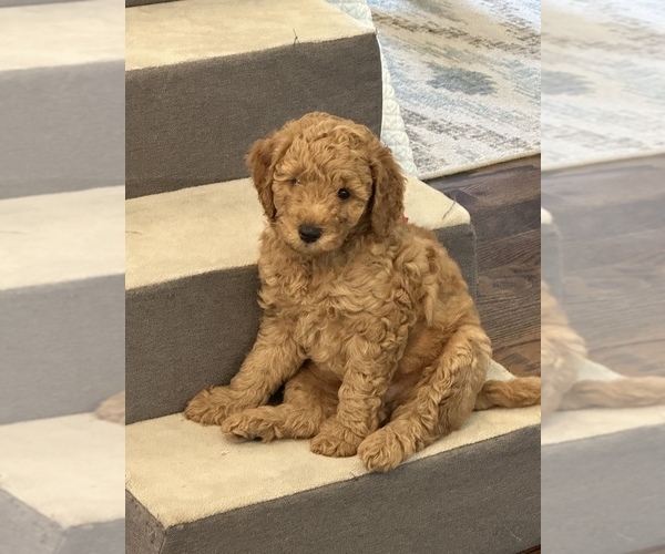 Medium Photo #14 Cock-A-Poo Puppy For Sale in WICHITA, KS, USA