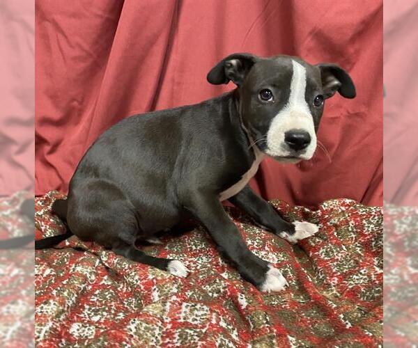 Medium Photo #1 Mutt Puppy For Sale in Modesto, CA, USA