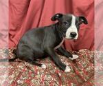 Small Mutt