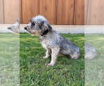 Small Photo #2 Mutt Puppy For Sale in PIPE CREEK, TX, USA