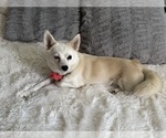 Small Photo #1 Pomsky Puppy For Sale in LOVELAND, CO, USA