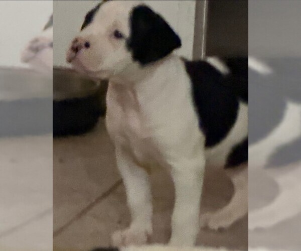 Medium Photo #2 American Bulldog Puppy For Sale in INDEPENDENCE, MO, USA