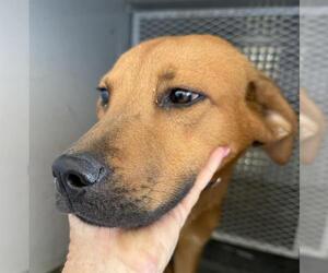 German Shepherd Dog-Unknown Mix Dogs for adoption in Bakersfield, CA, USA