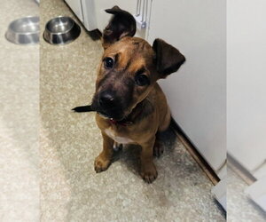 Border Terrier-Chihuahua Mix Dogs for adoption in Princeton, MN, USA