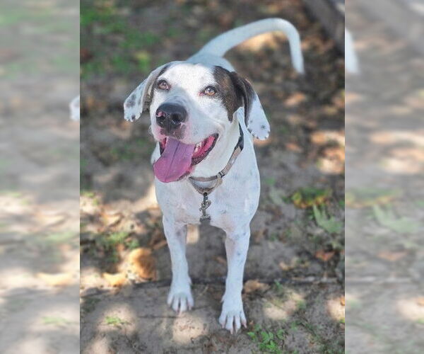 Medium Photo #4 Labrador Retriever Puppy For Sale in Ocala, FL, USA