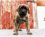 Small #3 Mastiff