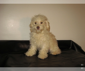 Poodle (Toy) Puppy for sale in BAKERSFIELD, CA, USA