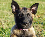 Puppy 6 Belgian Malinois