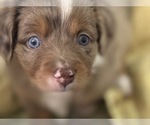 Small #2 Miniature Australian Shepherd