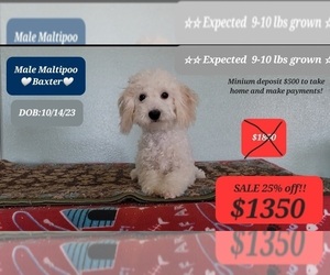 Maltipoo Puppy for Sale in TUCSON, Arizona USA
