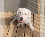 Small #1 Mutt