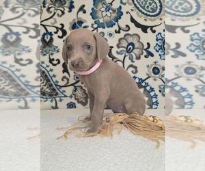 Medium Weimaraner