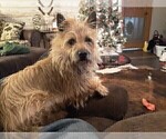 Small Photo #8 Cairn Terrier Puppy For Sale in WHITEWOOD, SD, USA