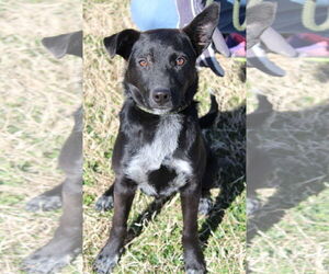 Indigo - Indeed a Good Boy! - Male Mutt Dog for Adoption - Photo #2