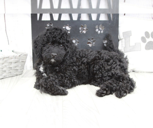 Goldendoodle (Miniature) Puppy for sale in MARIETTA, GA, USA