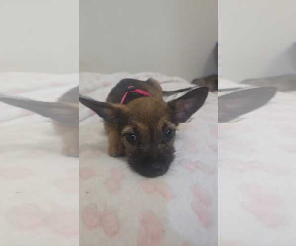 Medium Photo #1 Chihuahua-Unknown Mix Puppy For Sale in Virginia Beach, VA, USA
