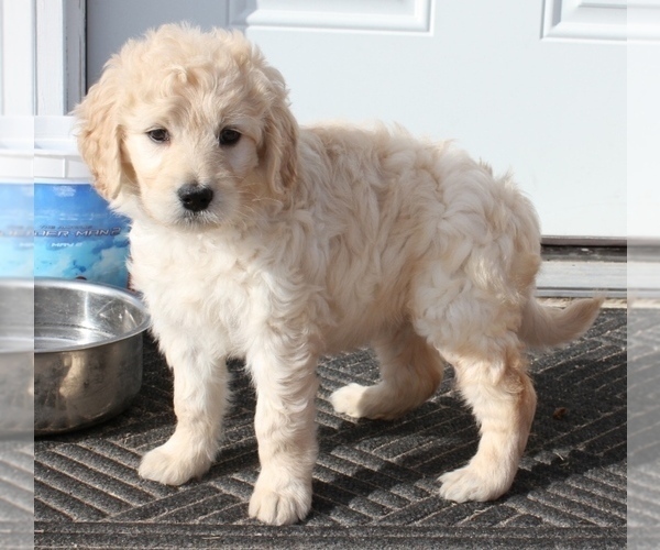 Full screen Photo #1 Goldendoodle Puppy For Sale in PARKER, CO, USA