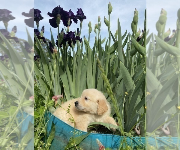 Medium Photo #12 English Cream Golden Retriever Puppy For Sale in ROCKY FACE, GA, USA