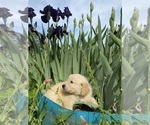 Small #11 English Cream Golden Retriever