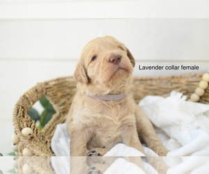 Goldendoodle Puppy for sale in BOGALUSA, LA, USA