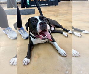 Mutt Dogs for adoption in Alexandria, VA, USA