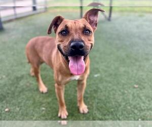 Mutt Dogs for adoption in Orlando, FL, USA