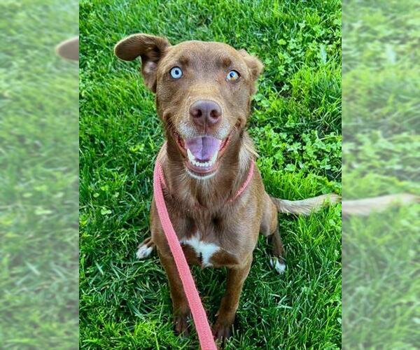 Medium Photo #1 Labrador Retriever Puppy For Sale in Sacramento, CA, USA