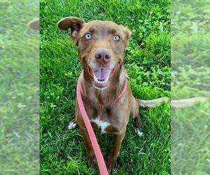 Labrador Retriever Dogs for adoption in Sacramento, CA, USA