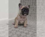Puppy Puppy 5 French Bulldog