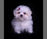 Small #1 Maltese