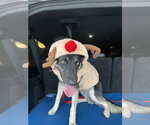 Small Photo #4 Gerberian Shepsky Puppy For Sale in Aurora, IN, USA