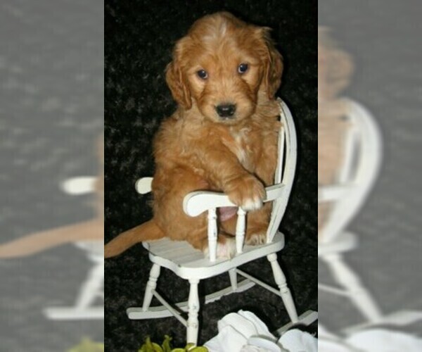 Medium Photo #6 Goldendoodle Puppy For Sale in SELINSGROVE, PA, USA