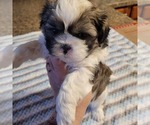 Small #9 Shih-Poo